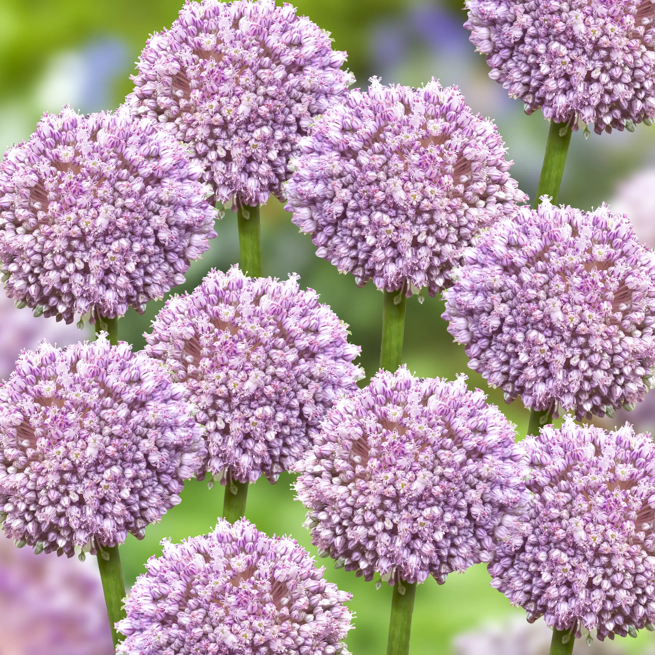 アイドル PING FLOWER BALL SPOONZ x NU'EST アイドル PING FLOWER BALL SPOONZ x NU'EST Spoonz X NU'EST - Beach